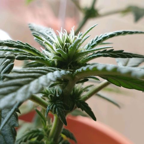 #2 growlog timeline photo