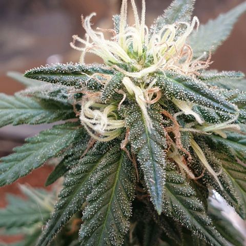 #2 growlog timeline photo