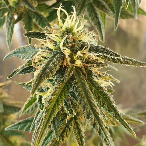 #2 growlog timeline photo