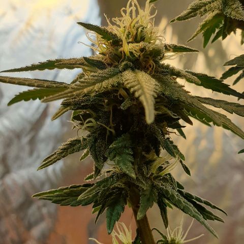#2 growlog timeline photo