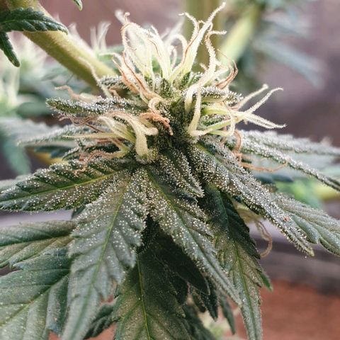 #2 growlog timeline photo