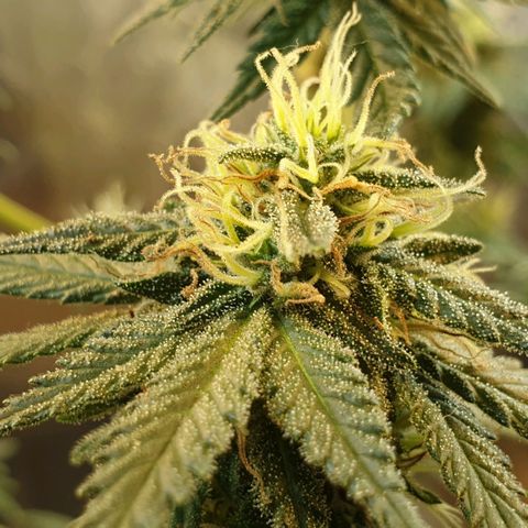#2 growlog timeline photo