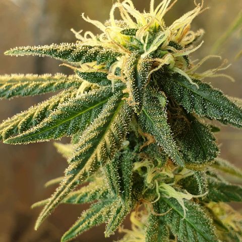 #2 growlog timeline photo