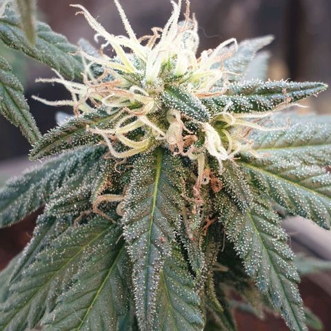 #2 growlog timeline photo