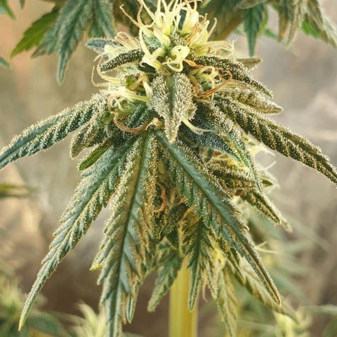 #2 growlog timeline photo