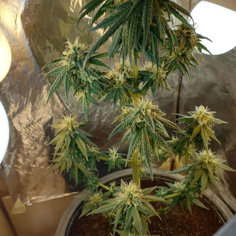 #2 growlog timeline photo
