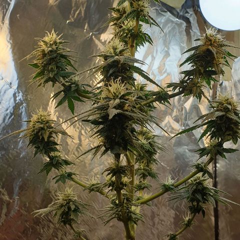 #2 growlog timeline photo
