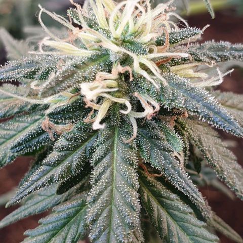 #2 growlog timeline photo