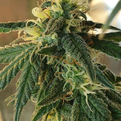 #2 growlog timeline photo