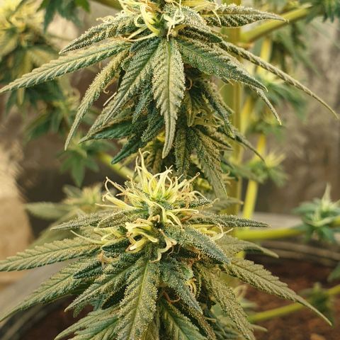 #2 growlog timeline photo