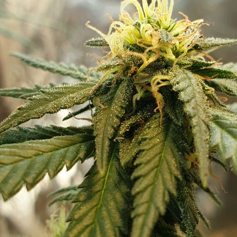 #2 growlog timeline photo