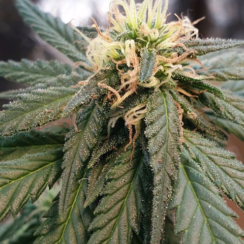 #2 growlog timeline photo