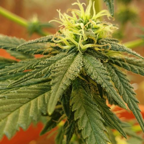 #2 growlog timeline photo