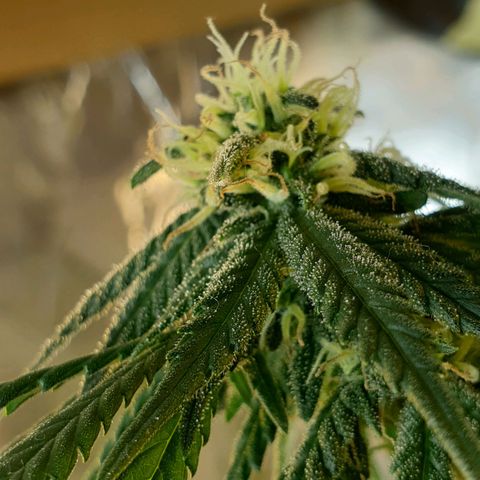 #2 growlog timeline photo