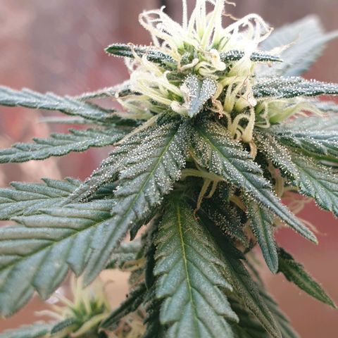 #2 growlog timeline photo