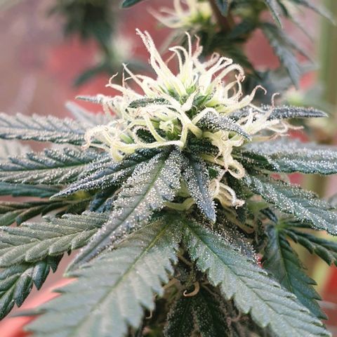 #2 growlog timeline photo