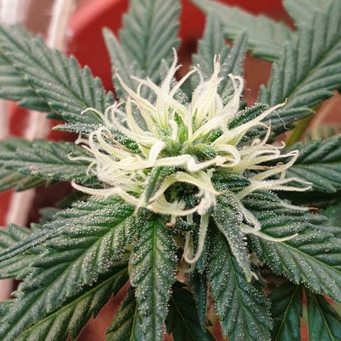 #2 growlog timeline photo