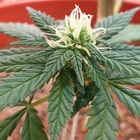 #2 growlog timeline photo