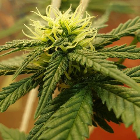 #2 growlog timeline photo