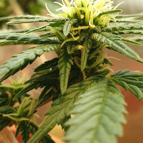 #2 growlog timeline photo