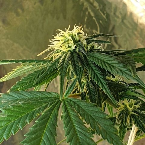 #2 growlog timeline photo