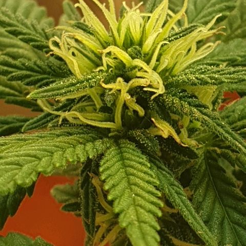 #2 growlog timeline photo