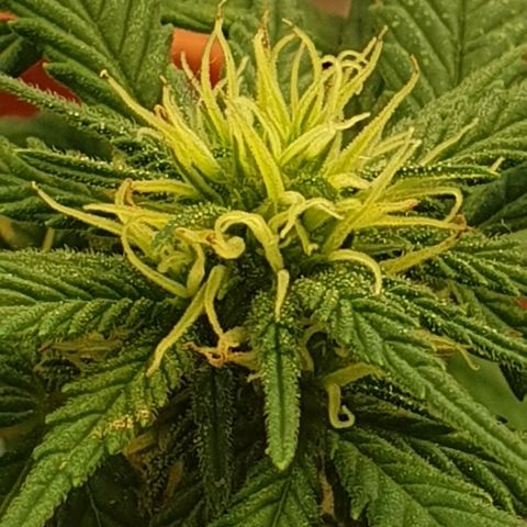 #2 growlog timeline photo