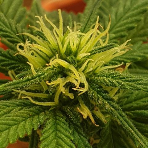 #2 growlog timeline photo