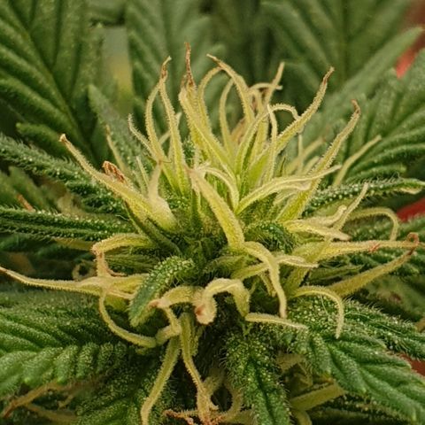 #2 growlog timeline photo