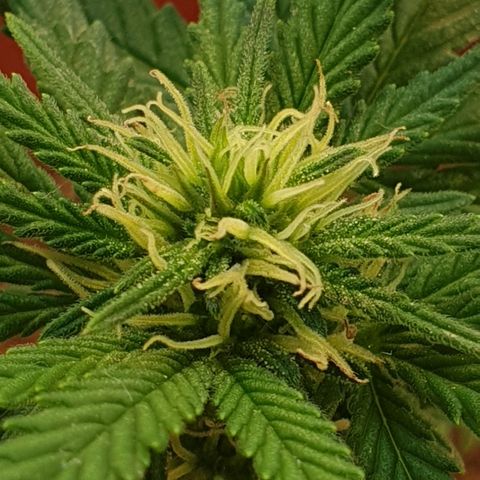 #2 growlog timeline photo