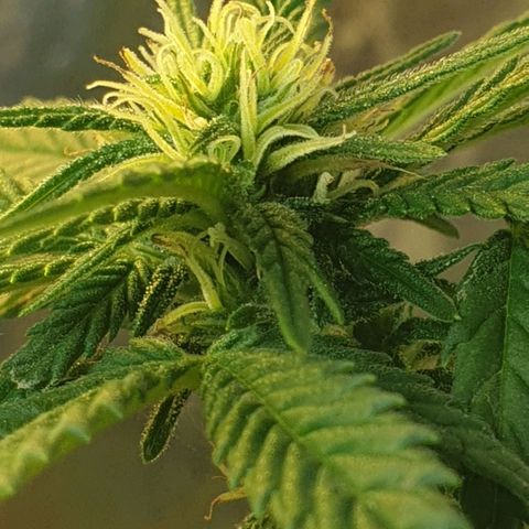 #2 growlog timeline photo