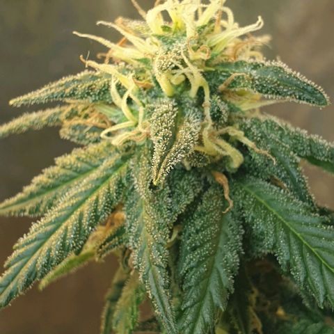 #2 growlog timeline photo