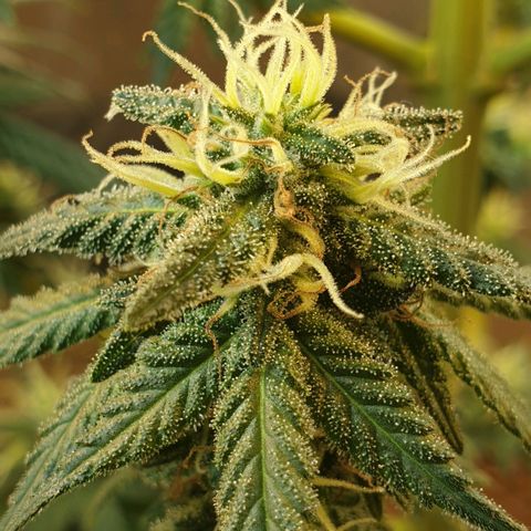 #2 growlog timeline photo