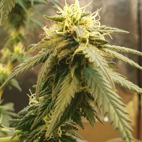 #2 growlog timeline photo