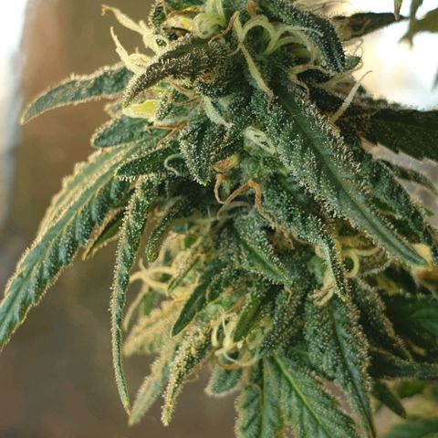 #2 growlog timeline photo