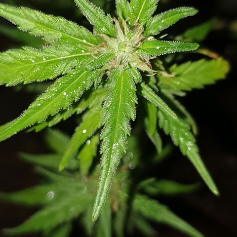 #1 growlog timeline photo