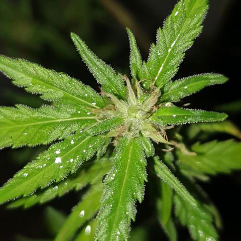 #1 growlog timeline photo