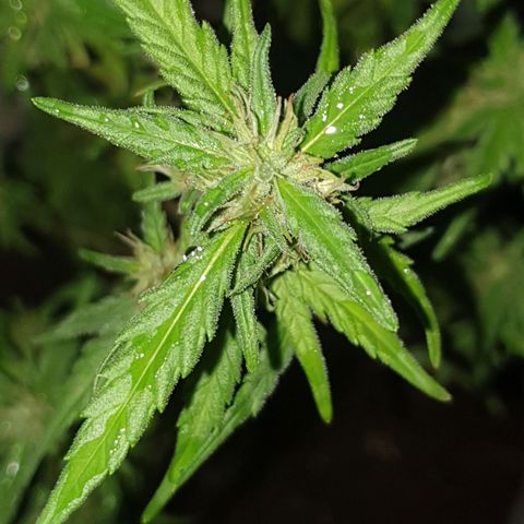 #1 growlog timeline photo