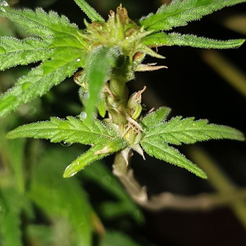 #1 growlog timeline photo
