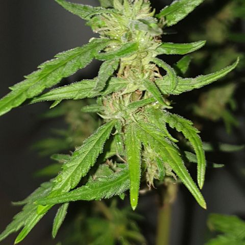 #1 growlog timeline photo