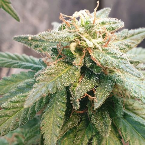 #2 growlog timeline photo