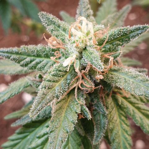 #2 growlog timeline photo