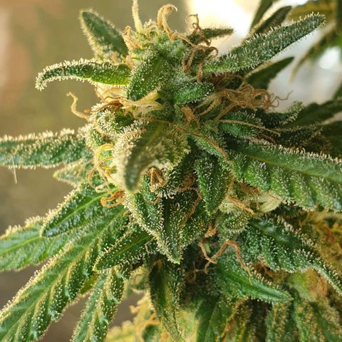 #2 growlog timeline photo