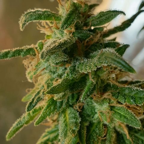 #2 growlog timeline photo