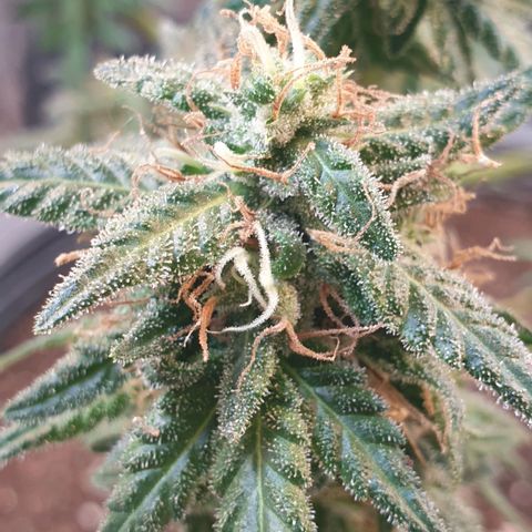 #2 growlog timeline photo