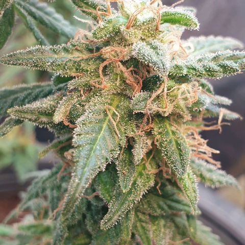 #2 growlog timeline photo