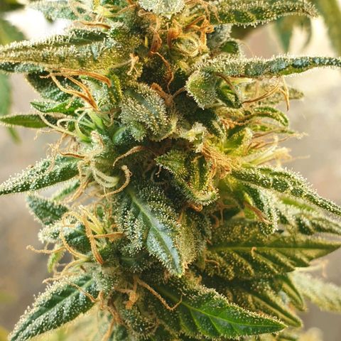 #2 growlog timeline photo