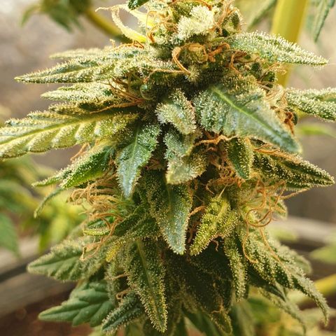 #2 growlog timeline photo
