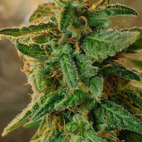 #2 growlog timeline photo