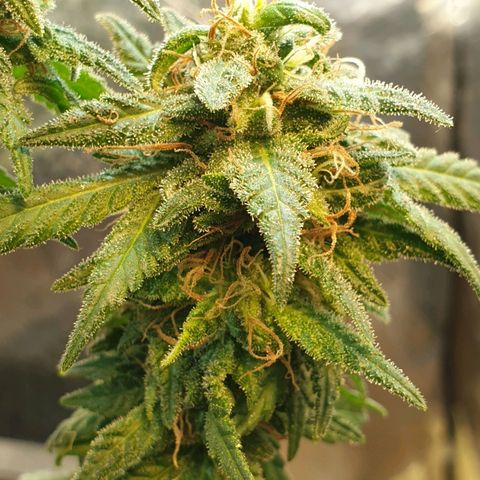 #2 growlog timeline photo